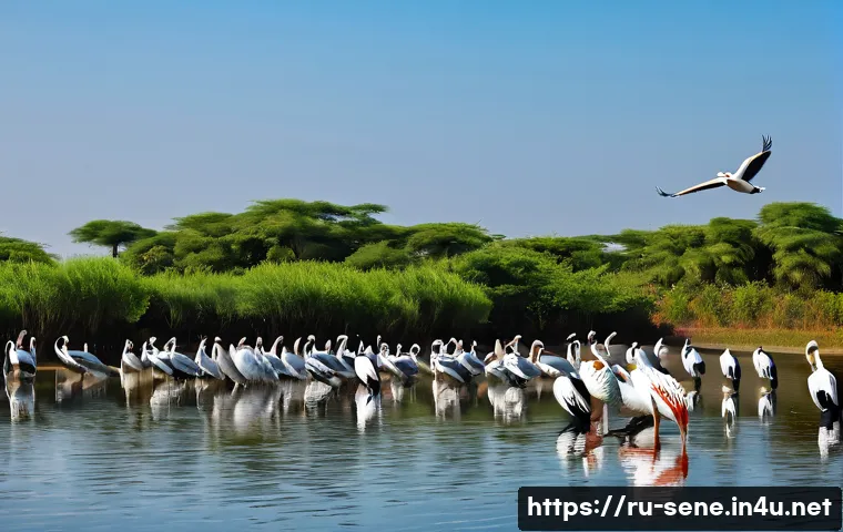 세네갈에서 가장 오래된 도시 관련 이미지 2